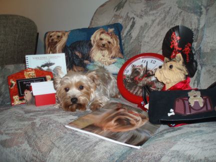 Yorkie_prizes_and_Lucky