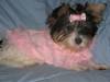 Lilly_in_Fluffy_Pink_Sweater_2.jpg