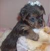 Blue Born Girl looks like a chocolate yorkie-hpim1270-640x480-.jpg