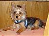 How old is your yorkie ??? Include picture.-dylan-5-mths.jpg