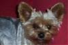 How old is your yorkie ??? Include picture.-annie1.jpg