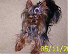 How old is your yorkie ??? Include picture.-rick3.jpg