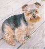 How old is your yorkie ??? Include picture.-m2.jpg