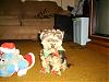 What did your Yorkie(s) get for Christmas?-sany0085a.jpg