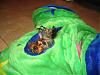 Jolei & Jen LOVES their new Kitty Cat Tunnel Toy!-img_2375.jpg